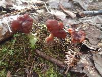 Gyromitra esculenta image