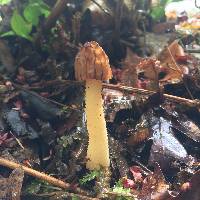 Morchella punctipes image