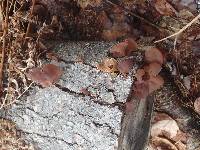 Auricularia americana image