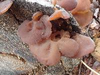 Auricularia americana image