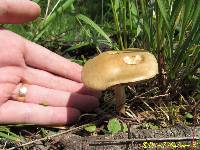 Agrocybe praecox image