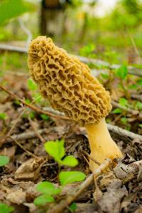 Morchella americana image