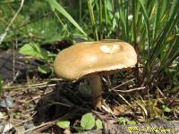 Agrocybe praecox image