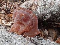 Auricularia americana image