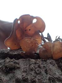 Auricularia americana image