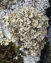 Lobaria scrobiculata image