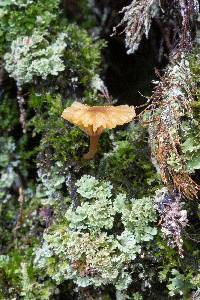 Lichenomphalia umbellifera image