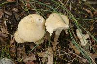 Agrocybe praecox image