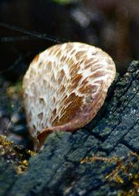 Polyporus squamosus image