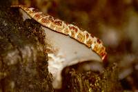 Polyporus squamosus image