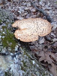 Polyporus squamosus image