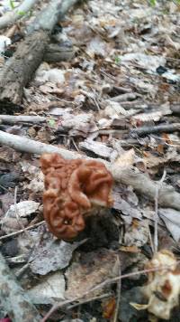 Gyromitra korfii image