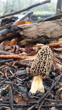 Morchella americana image