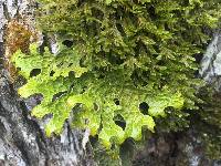 Lobaria pulmonaria image