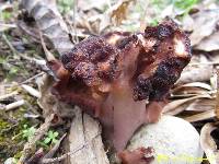 Gyromitra esculenta image