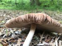 Pluteus cervinus image