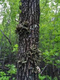 Lobaria pulmonaria image