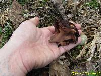 Gyromitra esculenta image