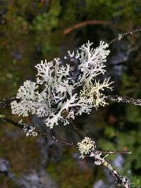 Hypogymnia physodes image