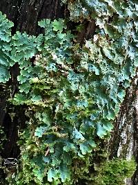 Lobaria quercizans image