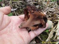 Gyromitra esculenta image