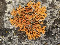 Xanthoria elegans image