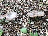 Pluteus cervinus image