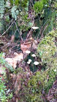 Lichenomphalia umbellifera image