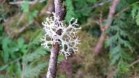 Evernia prunastri image