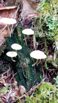 Lichenomphalia umbellifera image