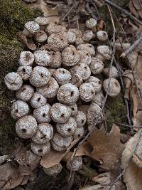 Lycoperdon pyriforme image