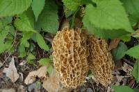 Morchella americana image