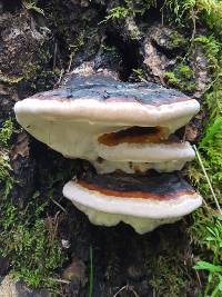 Fomitopsis pinicola image