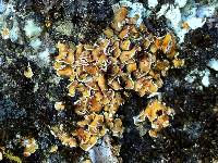 Psora pseudorussellii image