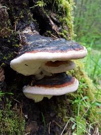 Fomitopsis pinicola image