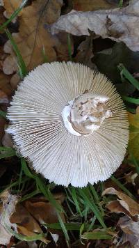 Amanita excelsa image