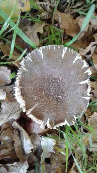 Amanita excelsa image