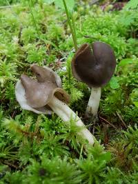 Helvella compressa image