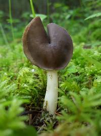 Helvella compressa image