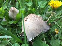 Coprinopsis atramentaria image