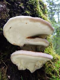 Fomitopsis pinicola image