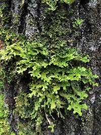 Lobaria pulmonaria image