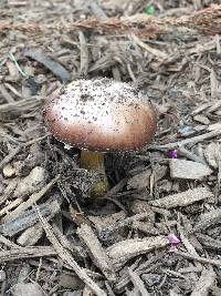 Stropharia rugosoannulata image