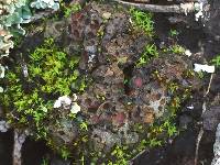 Image of Lecanora adglutinata