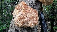 Hericium coralloides image