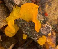 Tremella mesenterica image