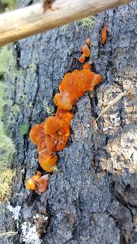 Pycnoporus coccineus image