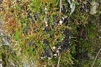 Peltigera collina image