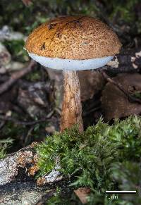 Austroboletus lacunosus image