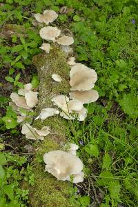 Pleurotus pulmonarius image